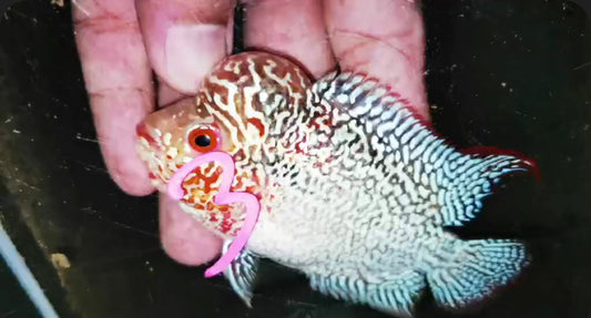 Super Red Dragon Flowerhorn ( Male ) -J3