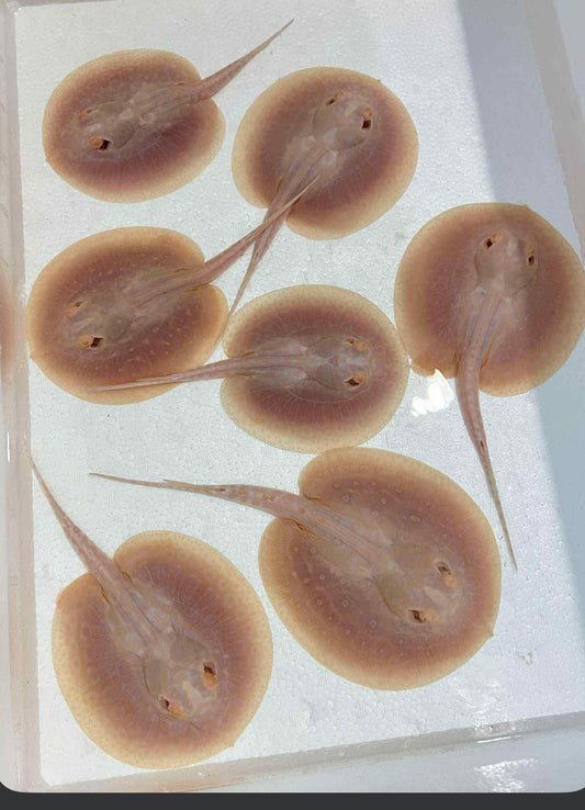 Albino Hybrid Pearls Stingrays  5-6" < females >