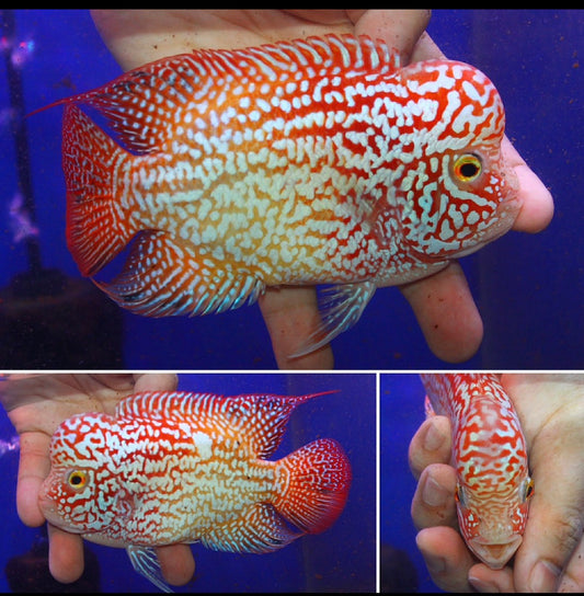 Super Red Texas x GB  Grade A ( MALE  )#5