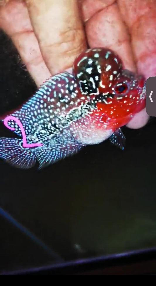 Super Red Dragon Flowerhorn ( Male ) #02