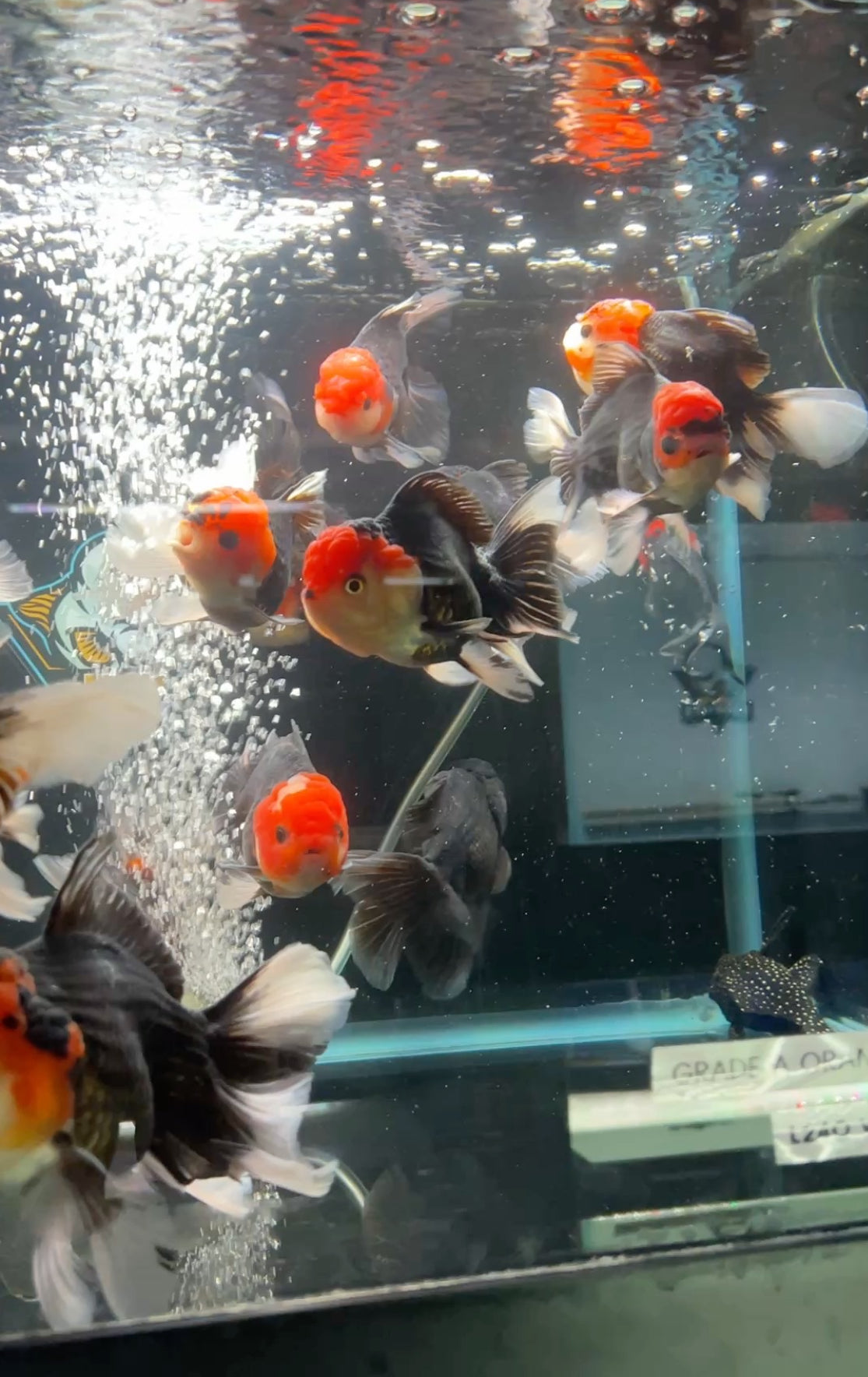 Red Cap Tricolor Goldfish 4-5"