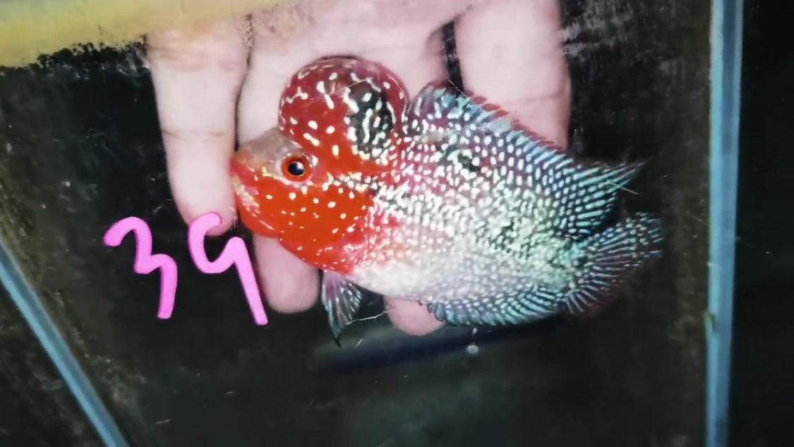 Super Red Dragon Flowerhorn ( Male ) -J39