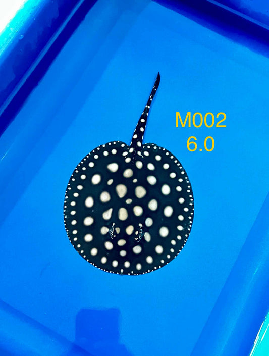 Black Diamond Stingray ( Male )-02