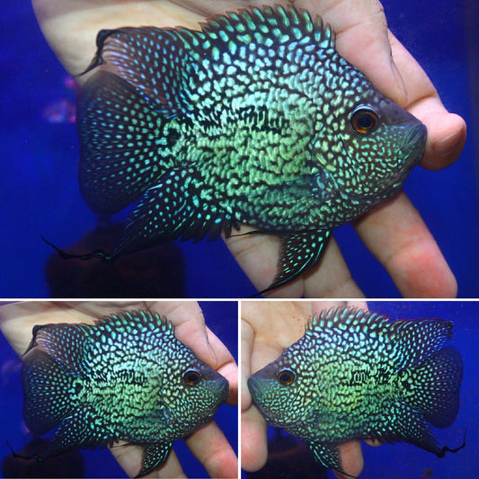 Super Red Texas  SB Coin ( MALE  )#05