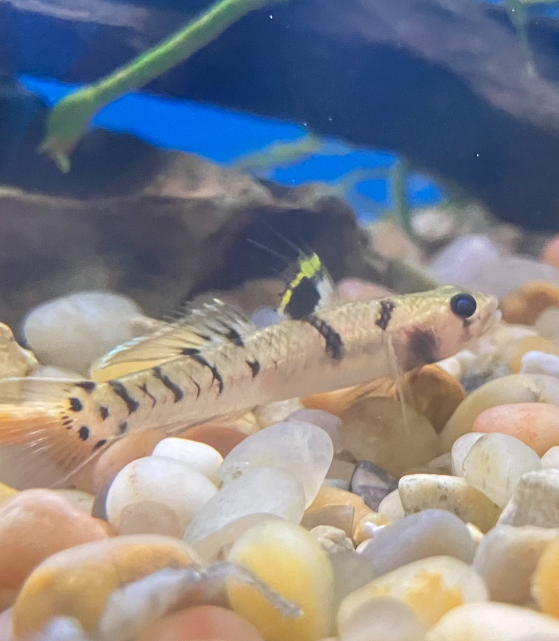 Yellowstripe Goby (Mugilogobius chulae)
