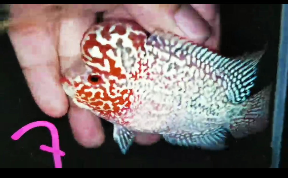 Super Red Dragon Flowerhorn ( Male ) -J7