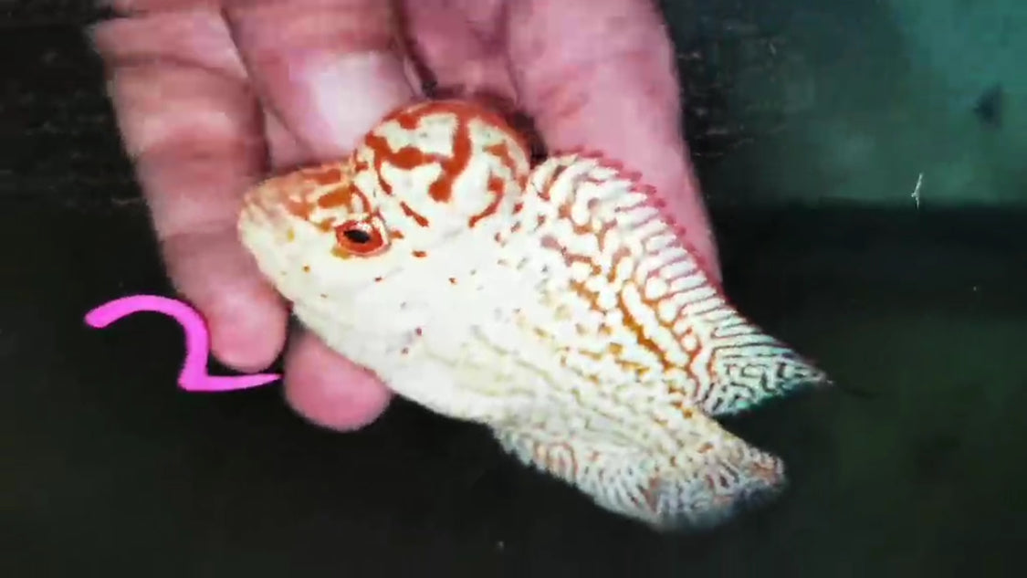 Golden Base Flowerhorn ( Male ) -G2
