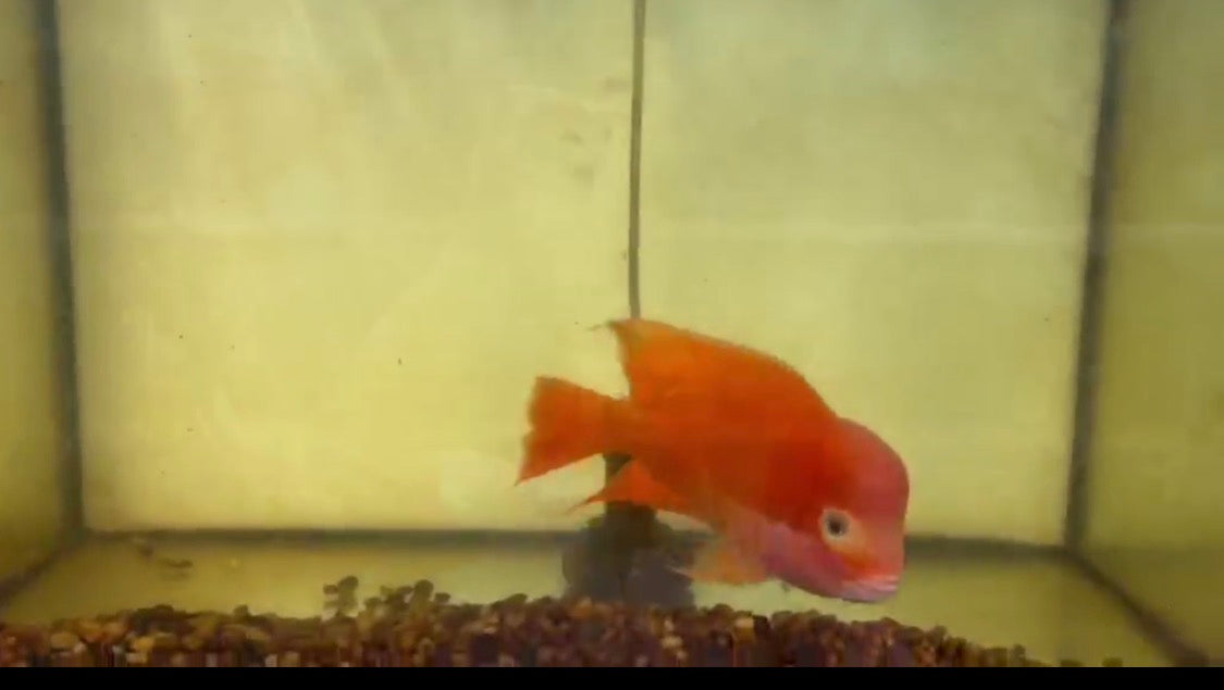 Super Red Monkey Grade AAA - Male 5-6"