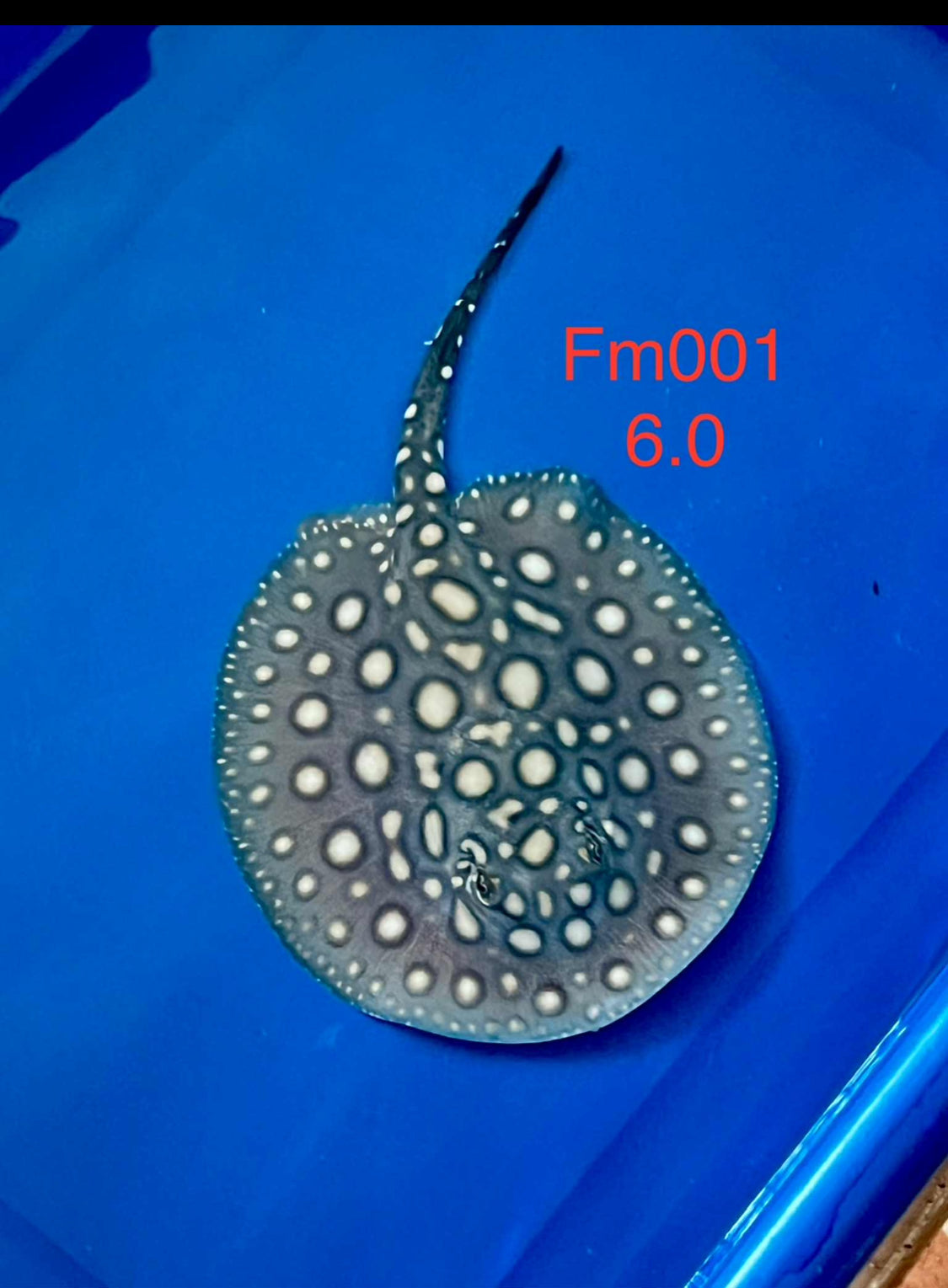 Pearl Freshwater Stingrays – J4 aquatics