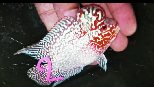 Super Red Dragon Flowerhorn ( Male ) -J2