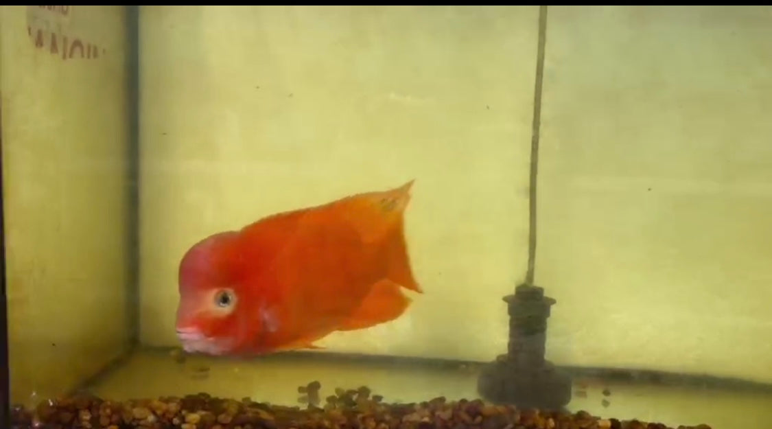 Super Red Monkey Grade AAA - Male 5-6"