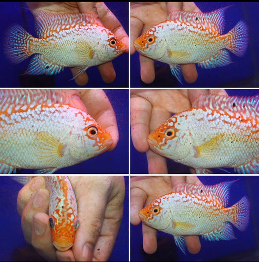 Super Red Texas Grade A ( MALE  )#7