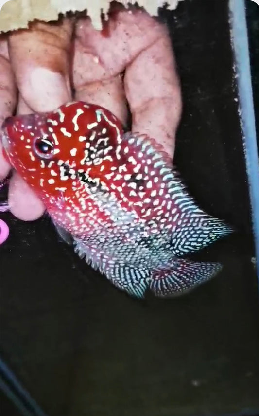 HQ Super Red Dragon Flowerhorn ( Male ) #M1