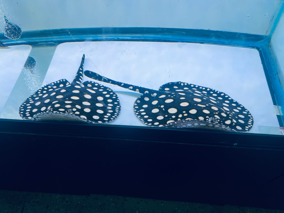 Black Diamond Stingray 12-13" Males