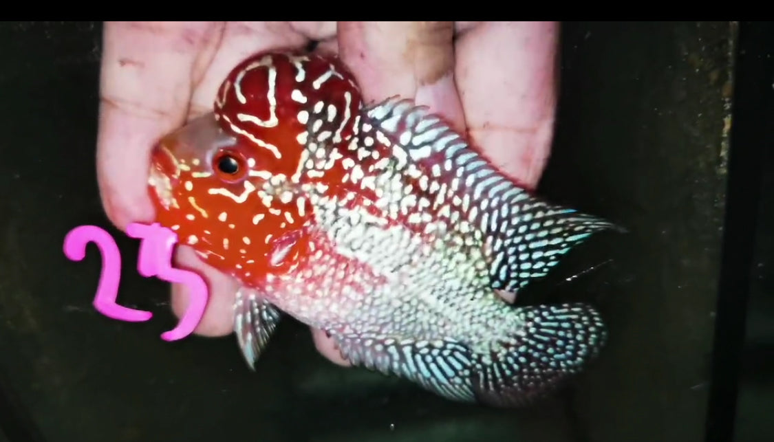 HQ Super Red Dragon Flowerhorn ( Male ) -J23