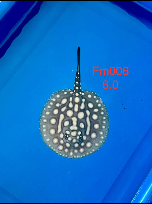 Black Diamond Hybrid Stingray Female 06