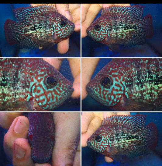 Super Red Texas  SB Coin ( MALE  )#11