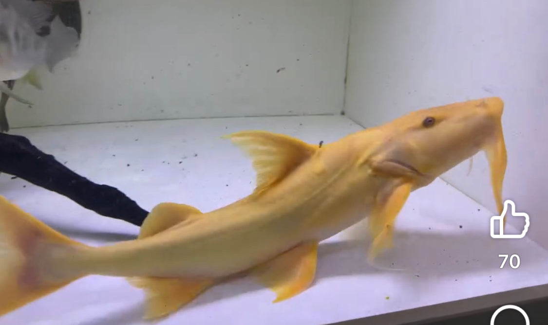 Albino Goonch Catfish 12"