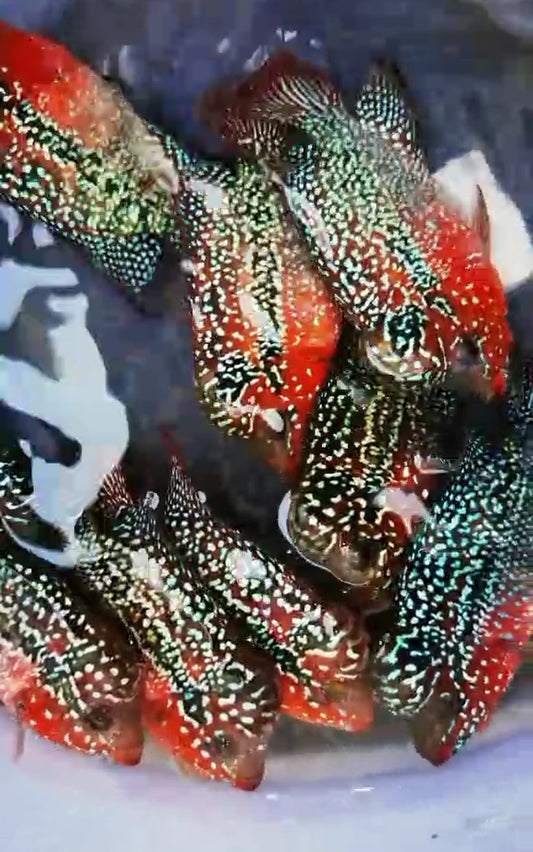 Super Red Dragon Flowerhorn ( Female )