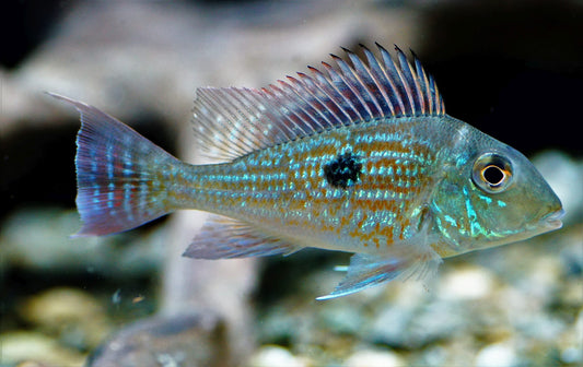 Sveni Eartheater Rio 1"