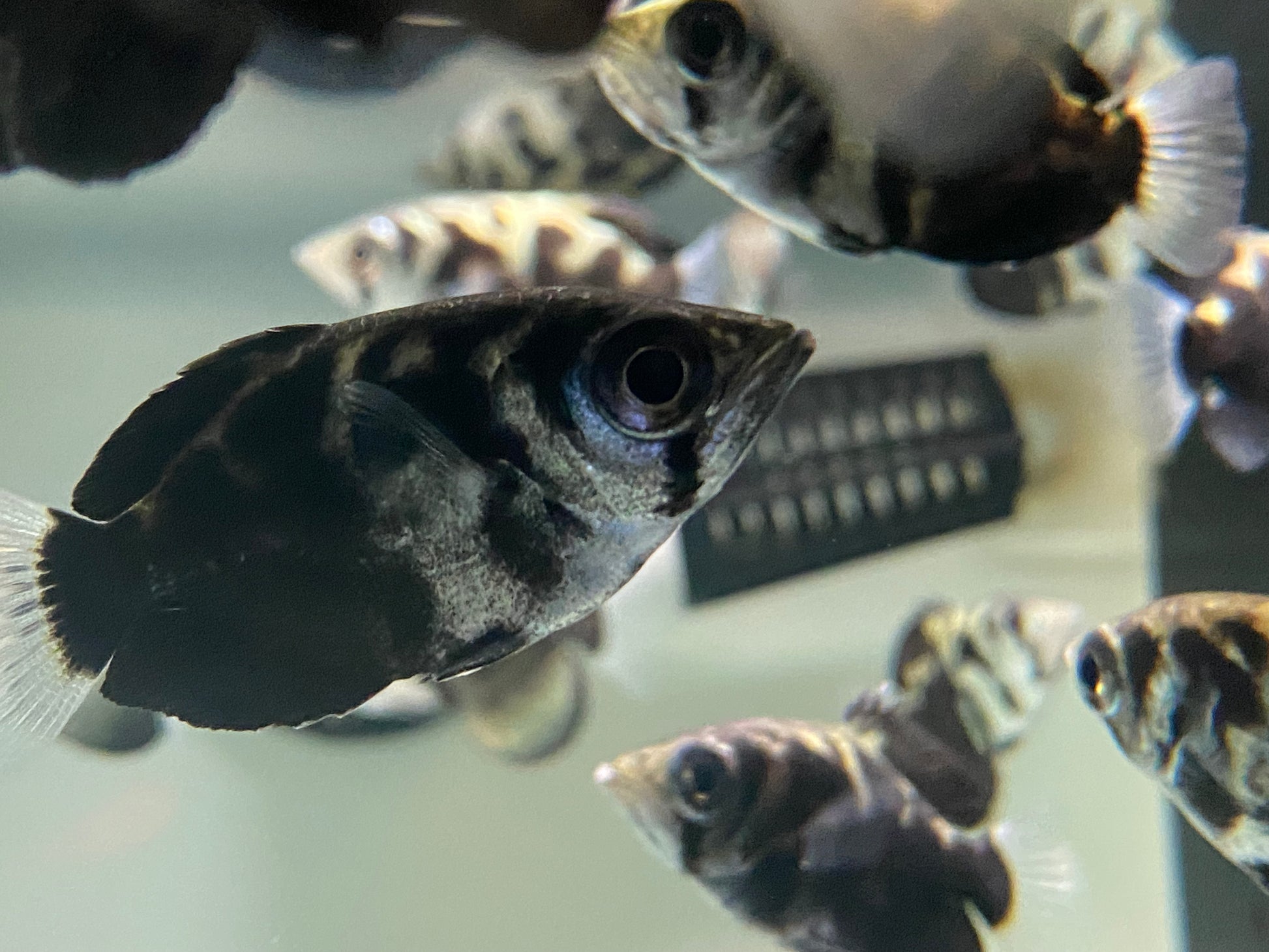 Byleth Fish Burmese Clouded Archer Fish 2