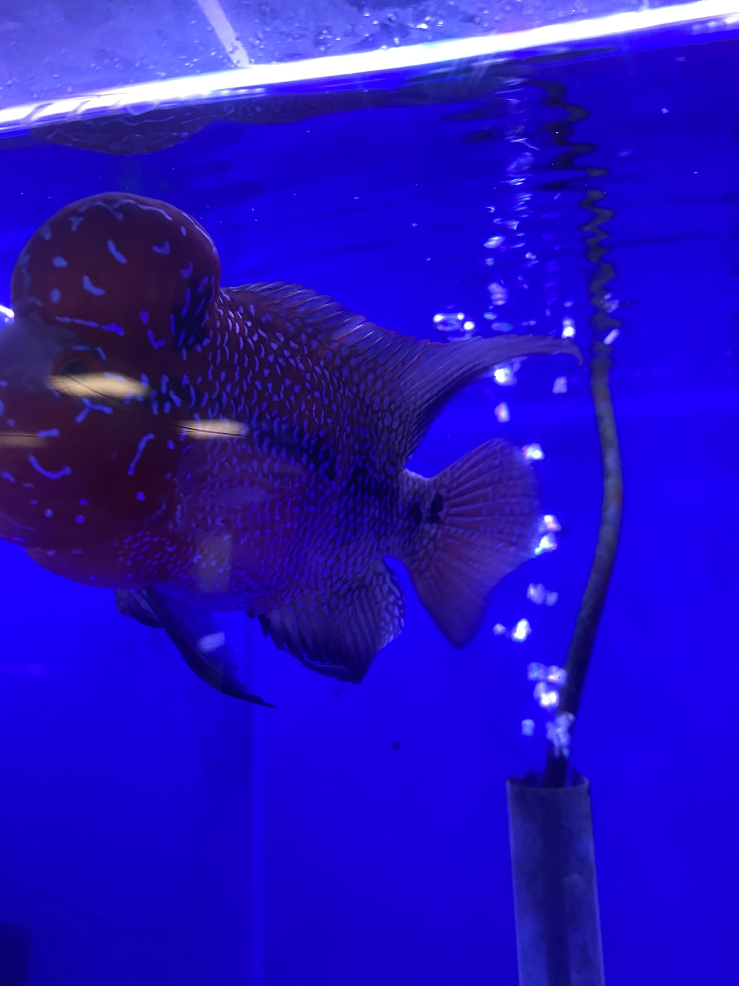 Srd male