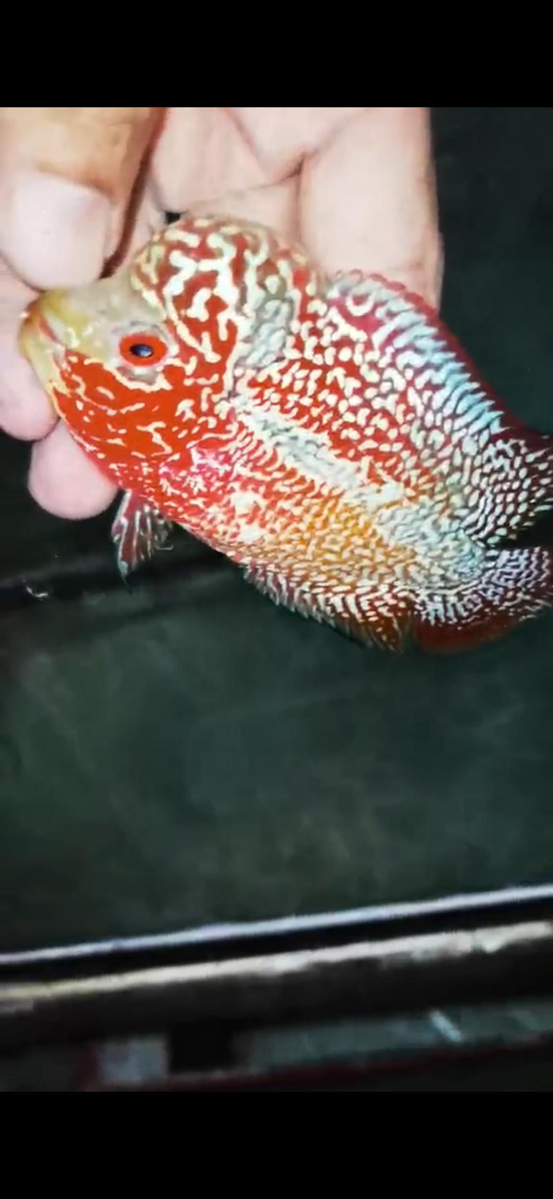 High Quality Kamfa Flowerhorn ( Male ) H-16