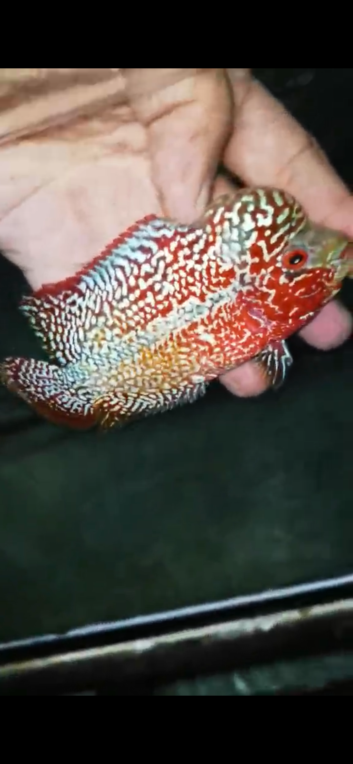 High Quality Kamfa Flowerhorn ( Male ) H-16