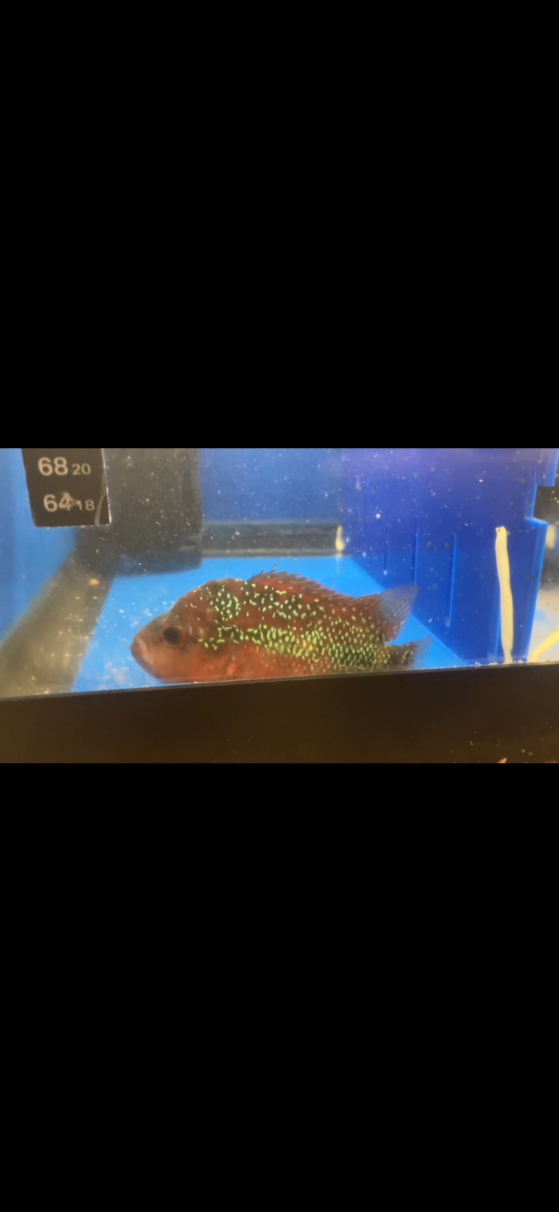 female srd