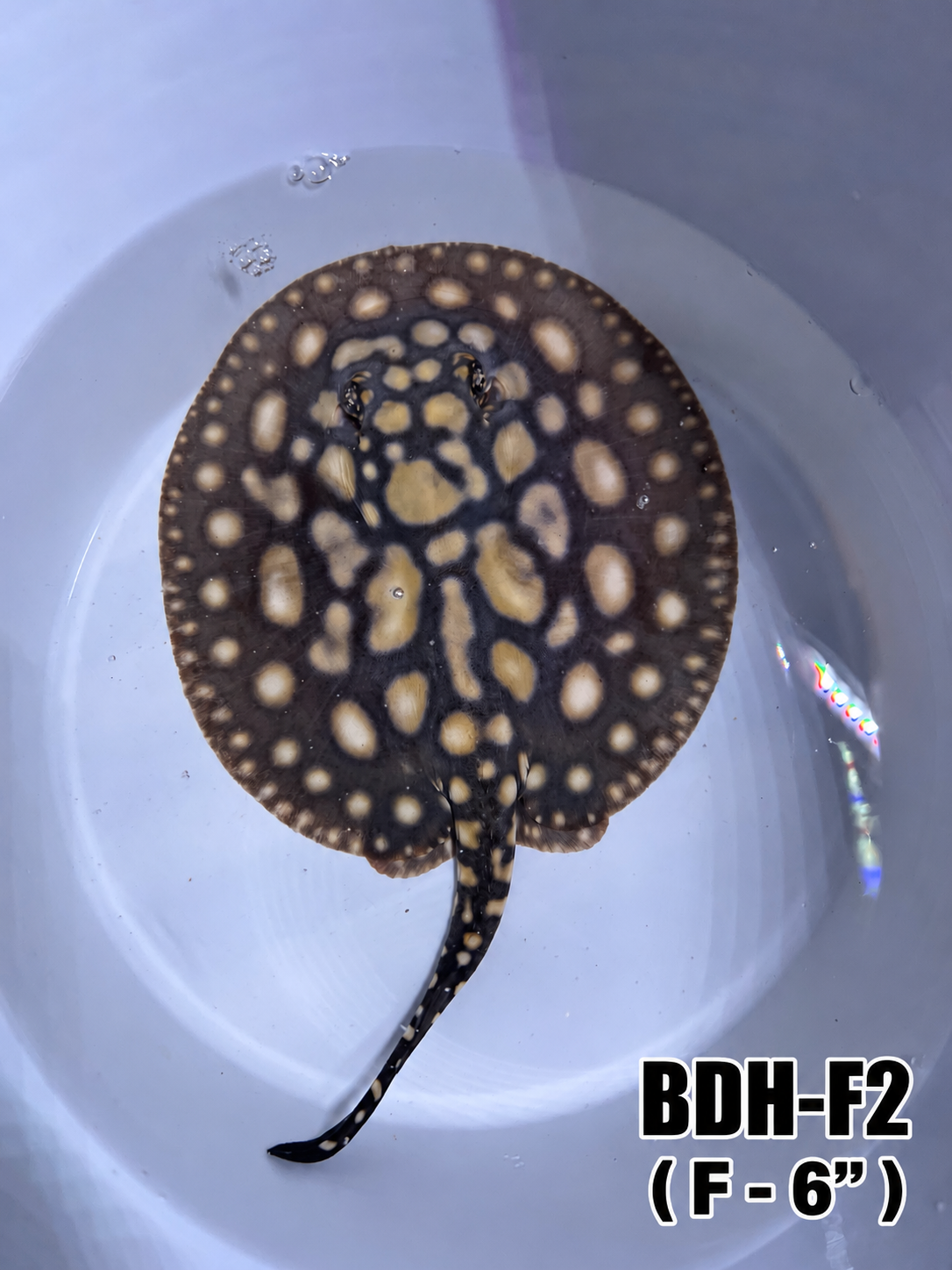 Black Diamond Hybrid Stingray ( Female 2 ) 6"