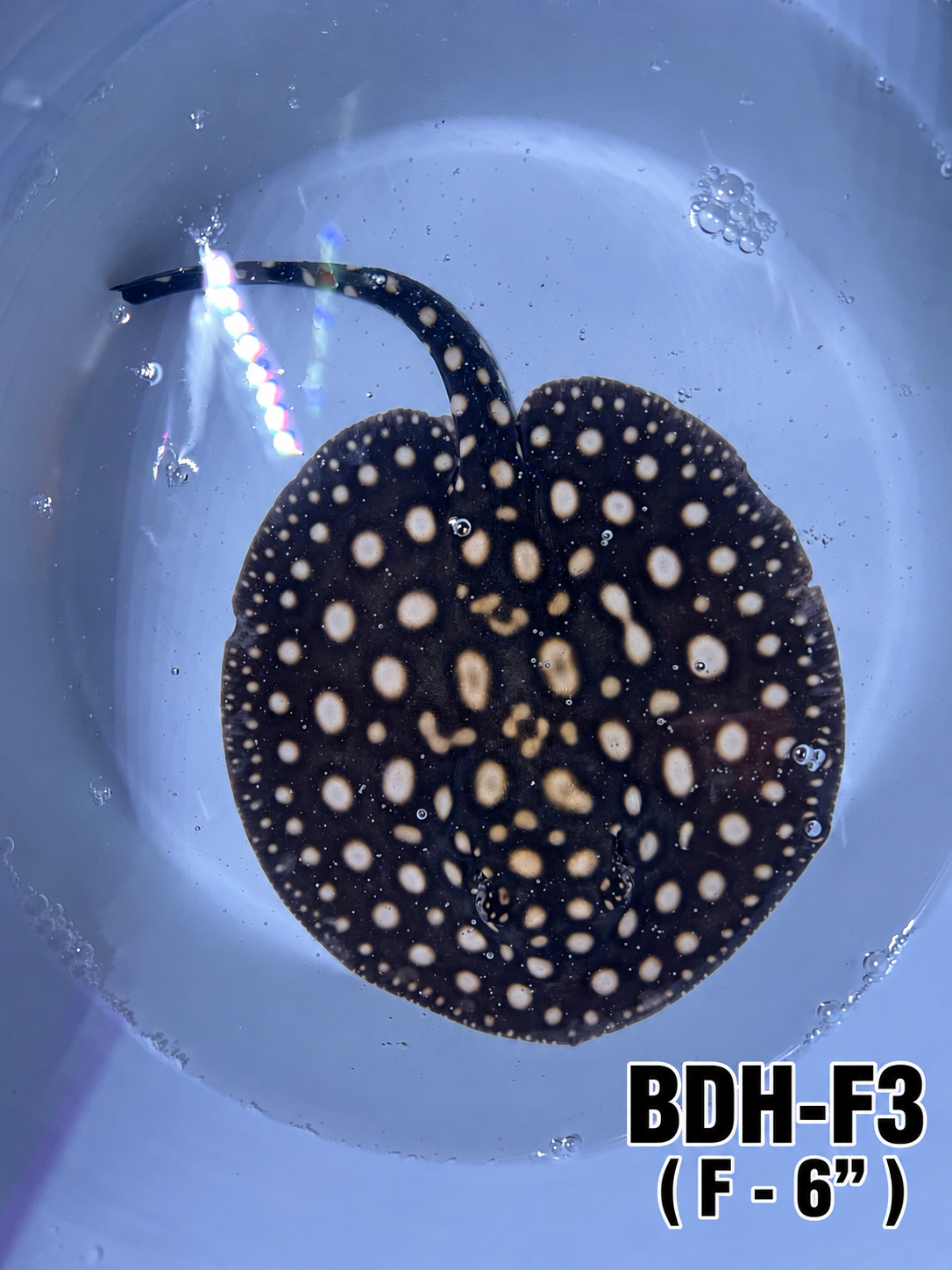 Black Diamond Hybrid Stingray ( Female 3 ) 6"