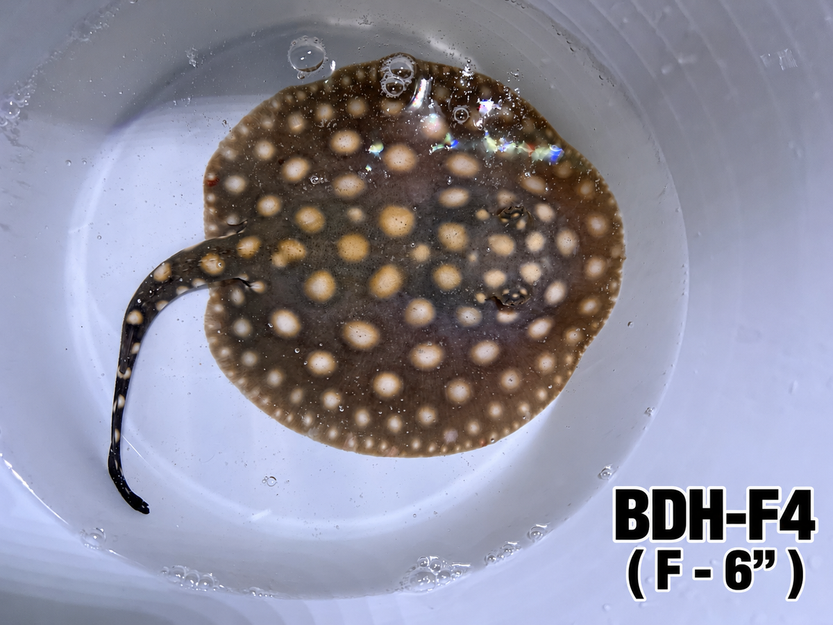Black Diamond Hybrid Stingray ( Female 4 ) 6"