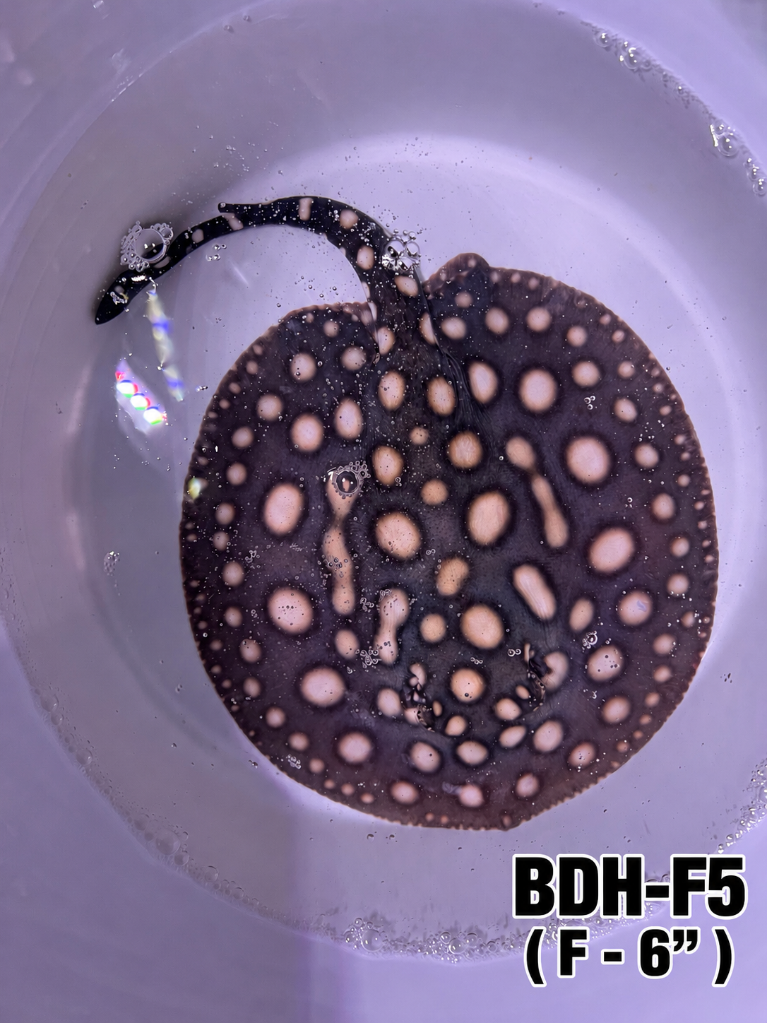 Black Diamond Hybrid Stingray ( Female 5 ) 6"