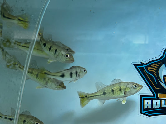 Golden Kelberi Bahia Bass 4-5"