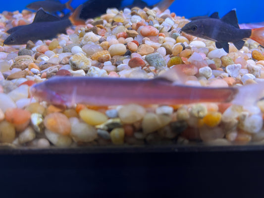 Blindcave Loaches 3-4"