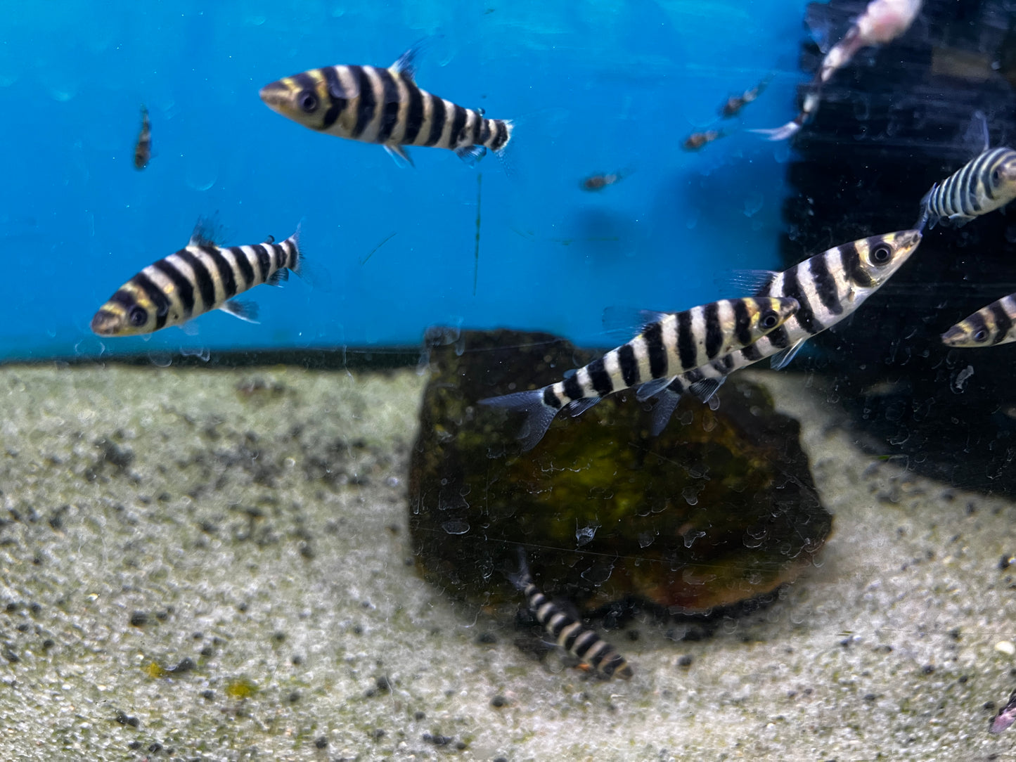 Leporinus Fasciatus 2.5-3"