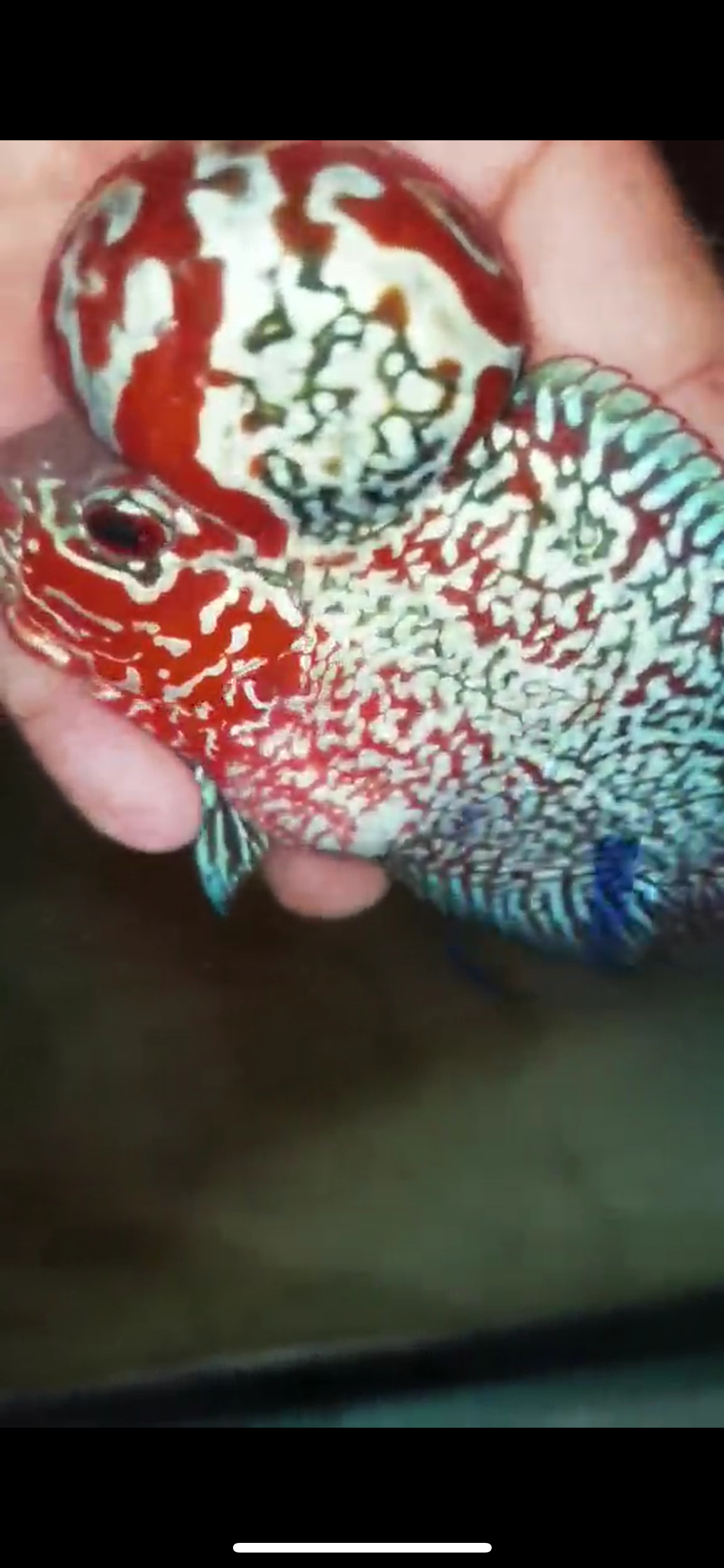 HQ Super Red Dragon Flowerhorn V-002