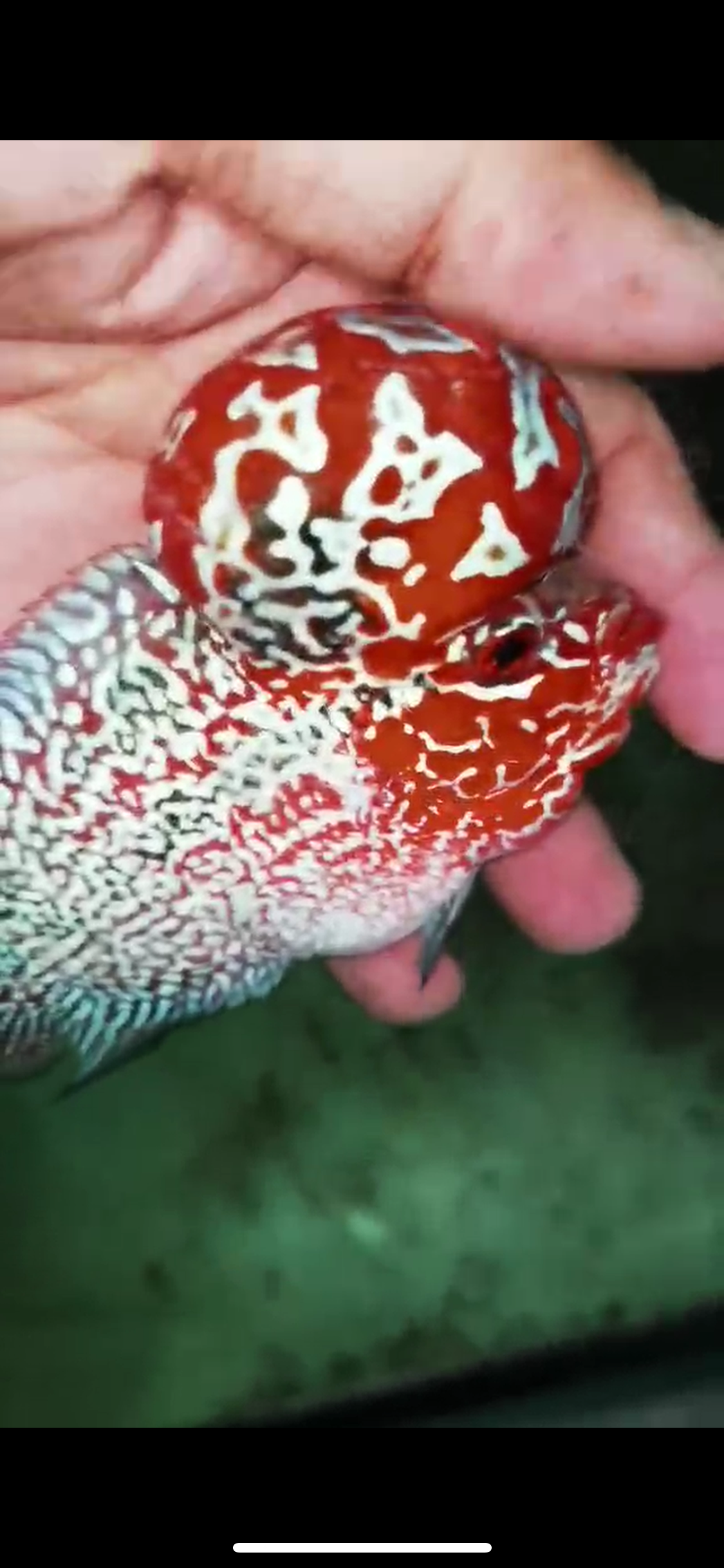 HQ Super Red Dragon Flowerhorn V-003