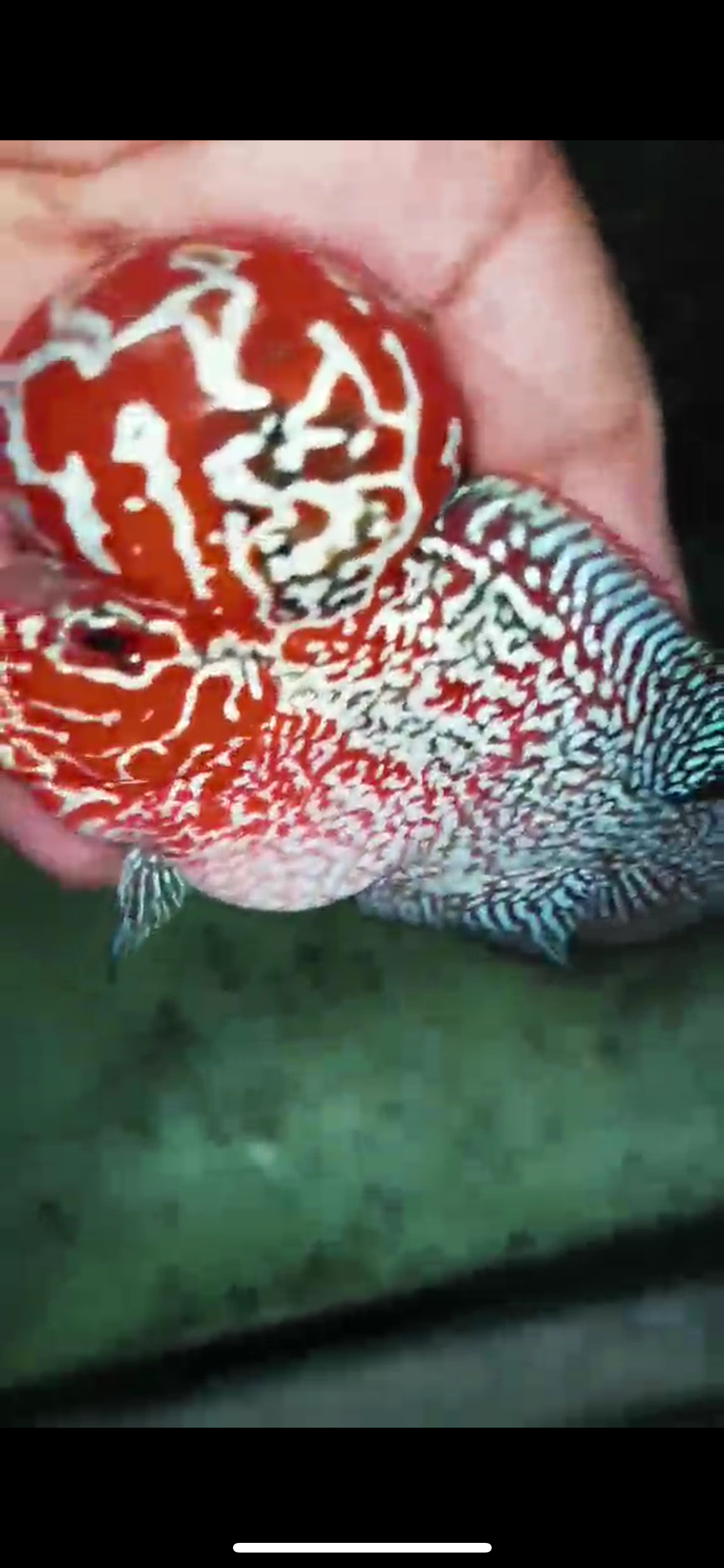 HQ Super Red Dragon Flowerhorn V-003