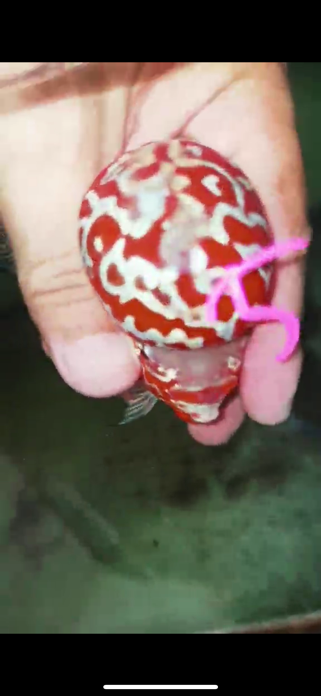 HQ Super Red Dragon Flowerhorn V-005