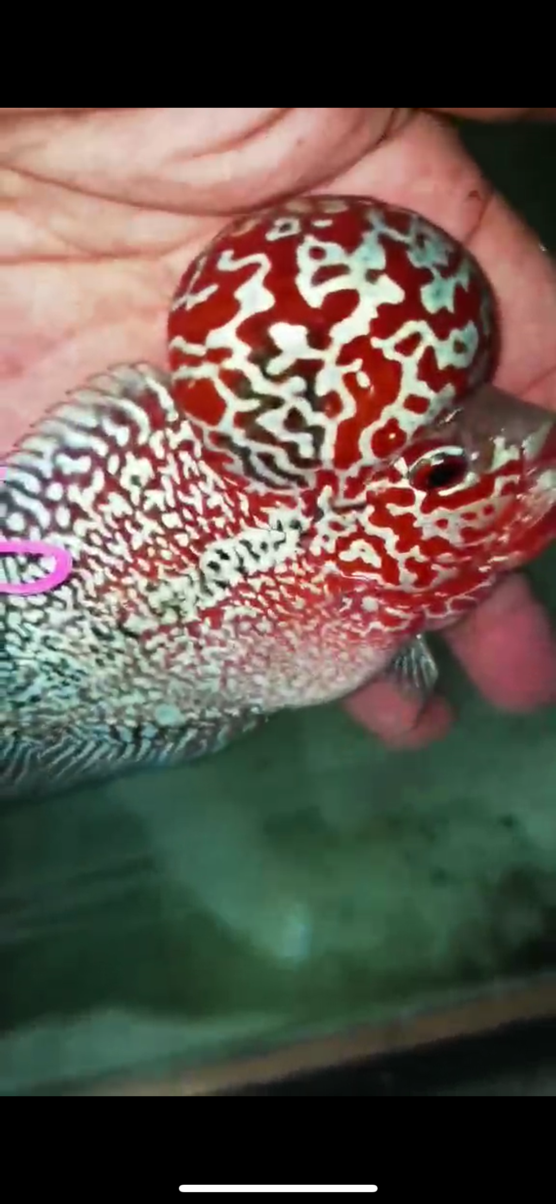 HQ Super Red Dragon Flowerhorn V-008