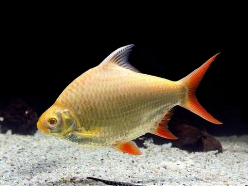 Albino Tinfoil Barbs 1"