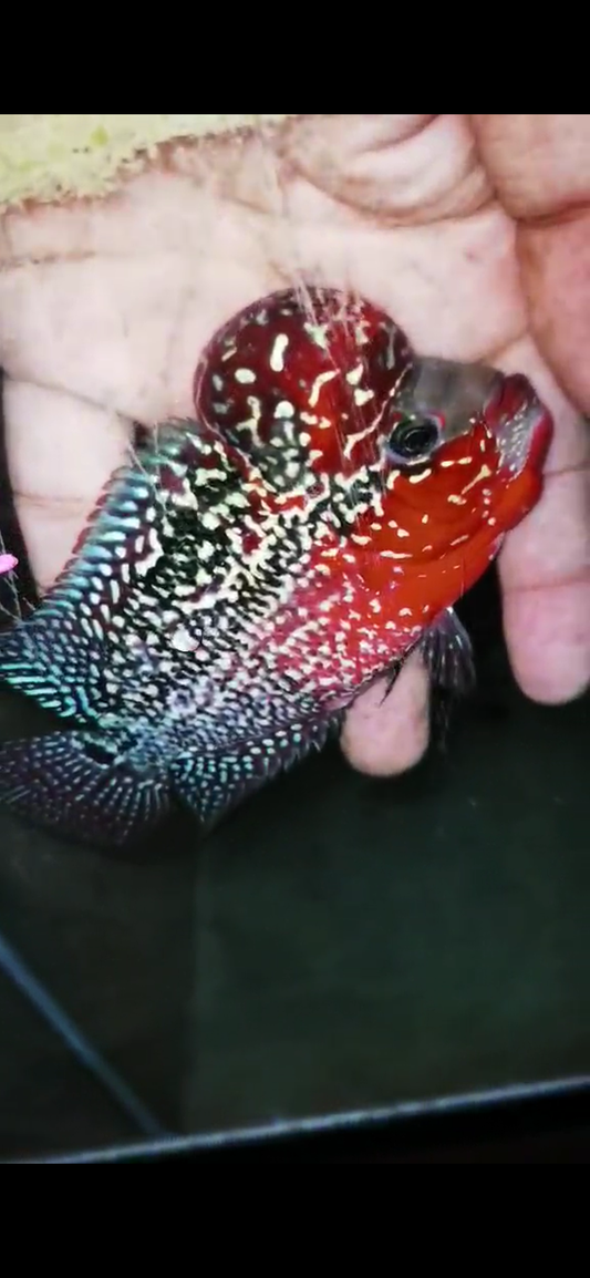 Super Red Dragon Flowerhorn ( Male ) #42