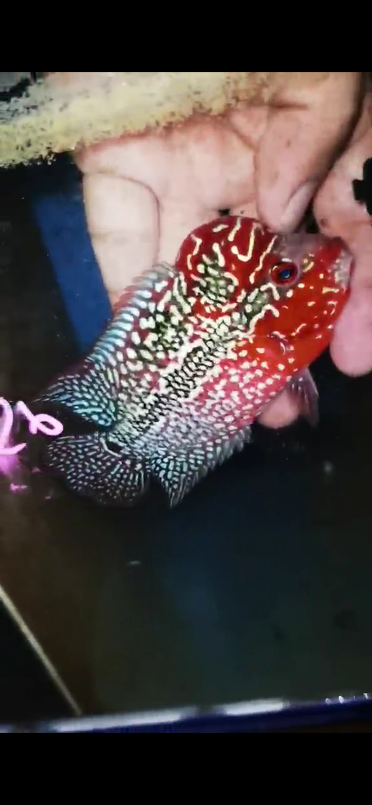 Super Red Dragon Flowerhorn ( Male ) #26