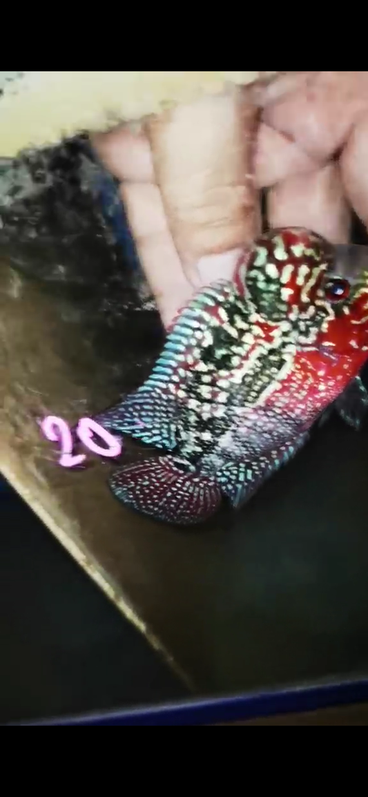 Super Red Dragon Flowerhorn ( Male ) #20