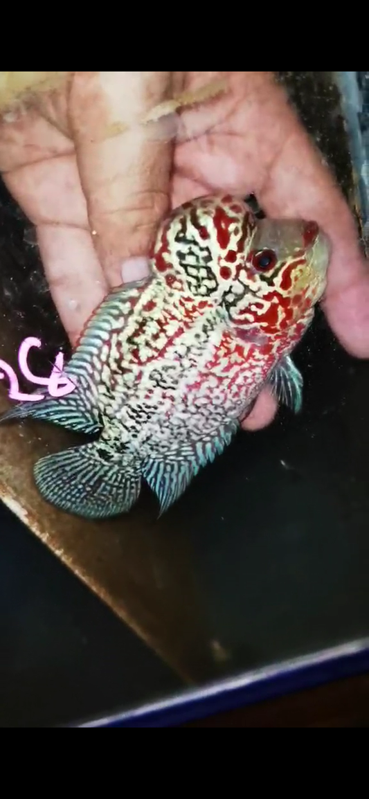 Super Red Dragon Flowerhorn ( Male ) #28