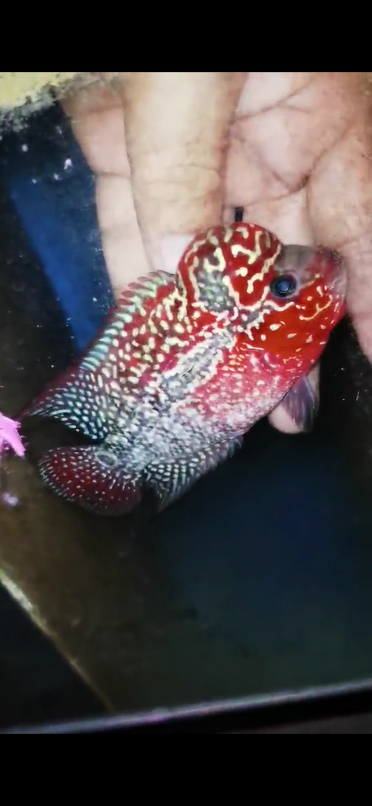 Super Red Dragon Flowerhorn ( Male ) #14
