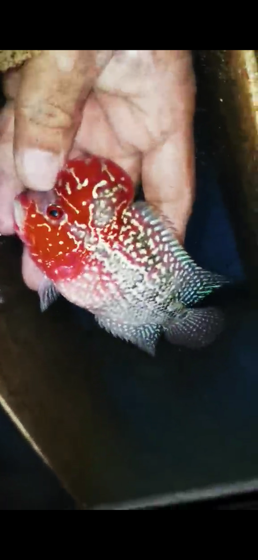 Super Red Dragon Flowerhorn ( Male ) #15