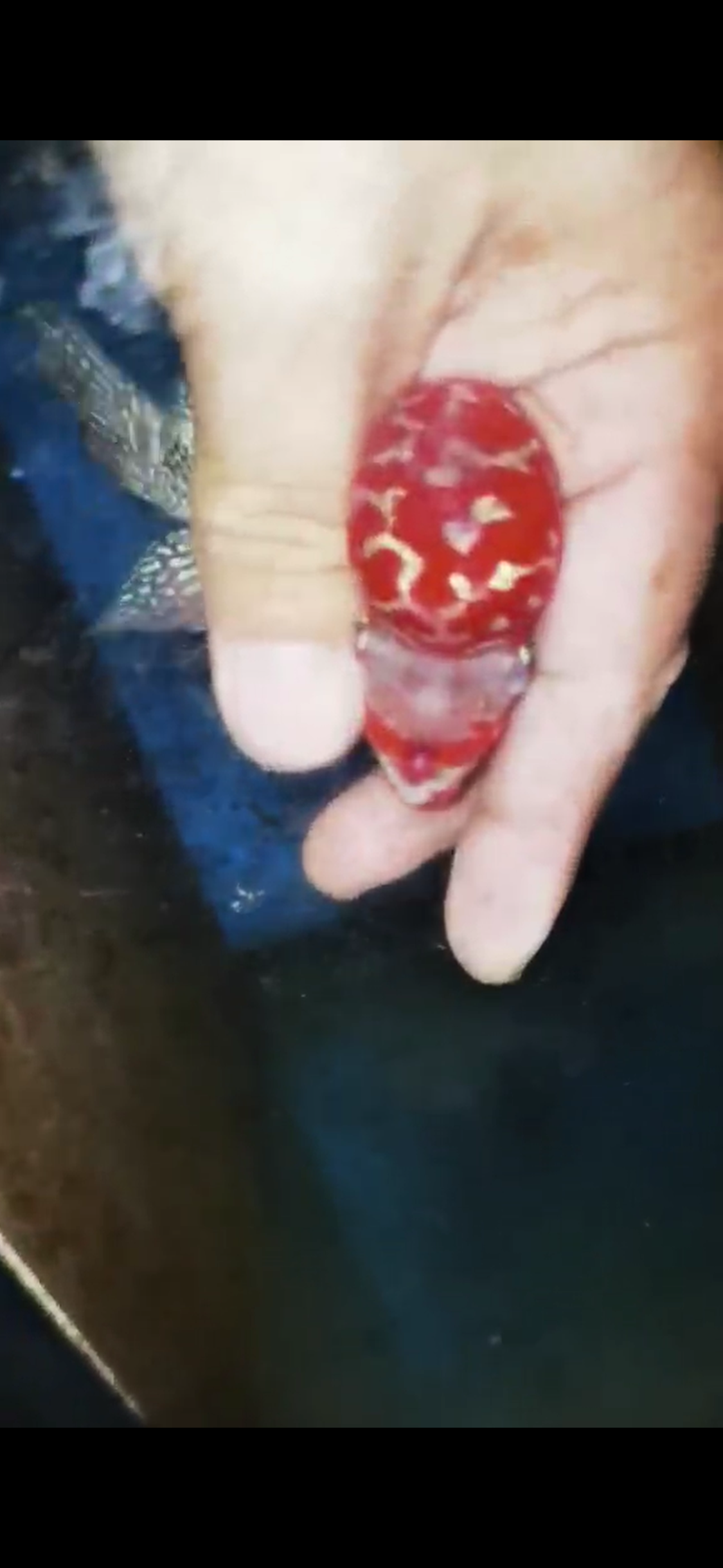 Super Red Dragon Flowerhorn ( Male ) #15