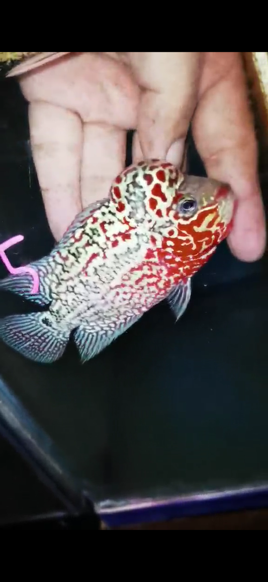 Super Red Dragon Flowerhorn ( Male ) #5